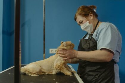 microchipping ensures cat safety