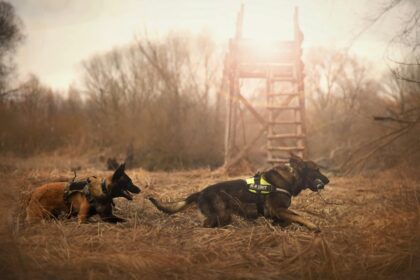 microchipping laws affect strays