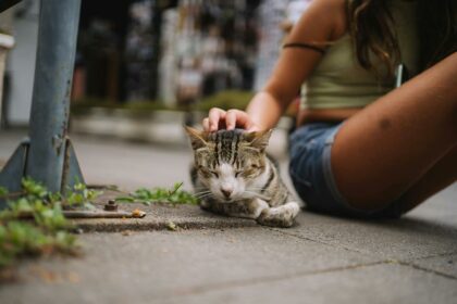 microchipping your cat guide