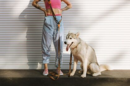 risks of unchipped pets