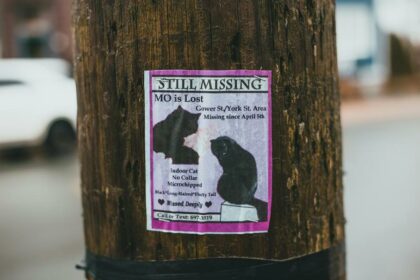 update your cat s microchip
