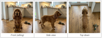 Image of a cocker spaniel dog, front facing, side facing and from the top. Image used as the types of images needed to be taken, as a guide.