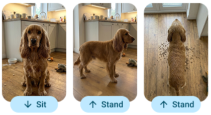 Image of a cocker spaniel dog, front facing, side facing and from the top. Image used as the types of images needed to be taken, as a guide.