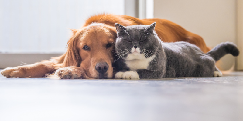 A golden retriever and grey cat lying together